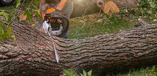  , UT Tree Care Pros