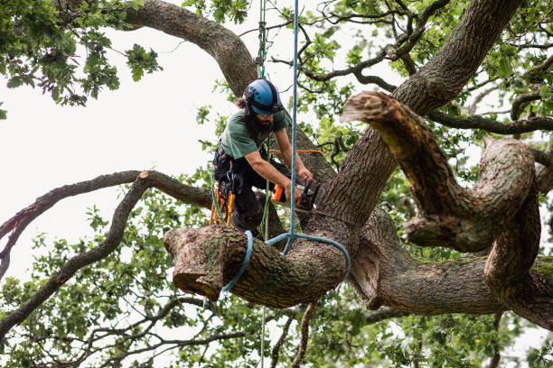 Best Tree and Shrub Care  in , UT