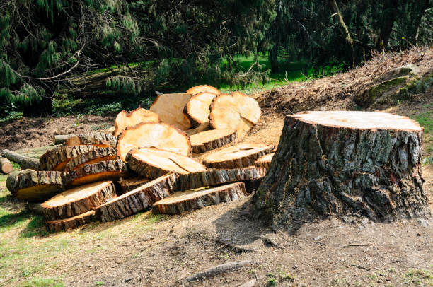 Best Tree Mulching  in , UT